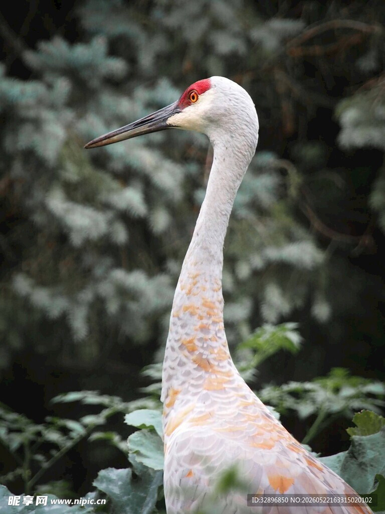 优雅丹顶鹤于绿植间伫立