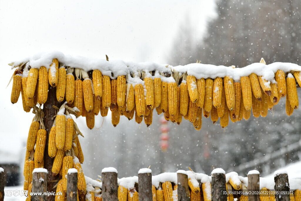 雪中金黄玉米串挂于栅栏