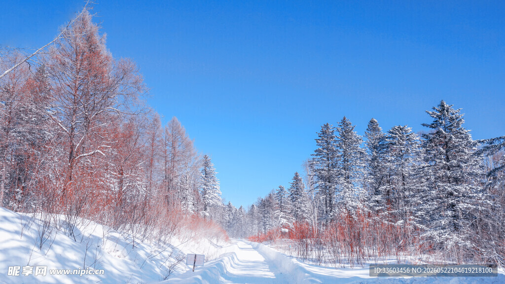 冬日雪林美景