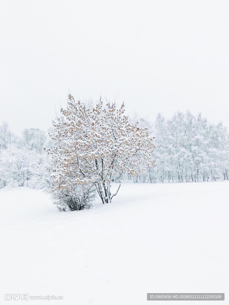 冬日雪景中的孤树