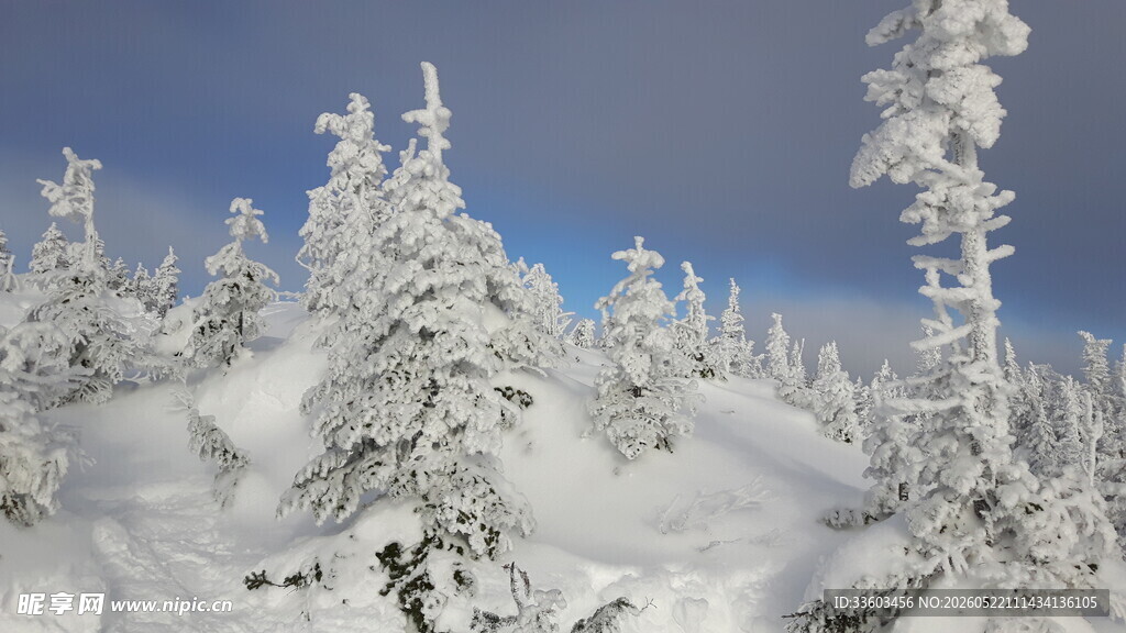 冬日雪覆松林美景