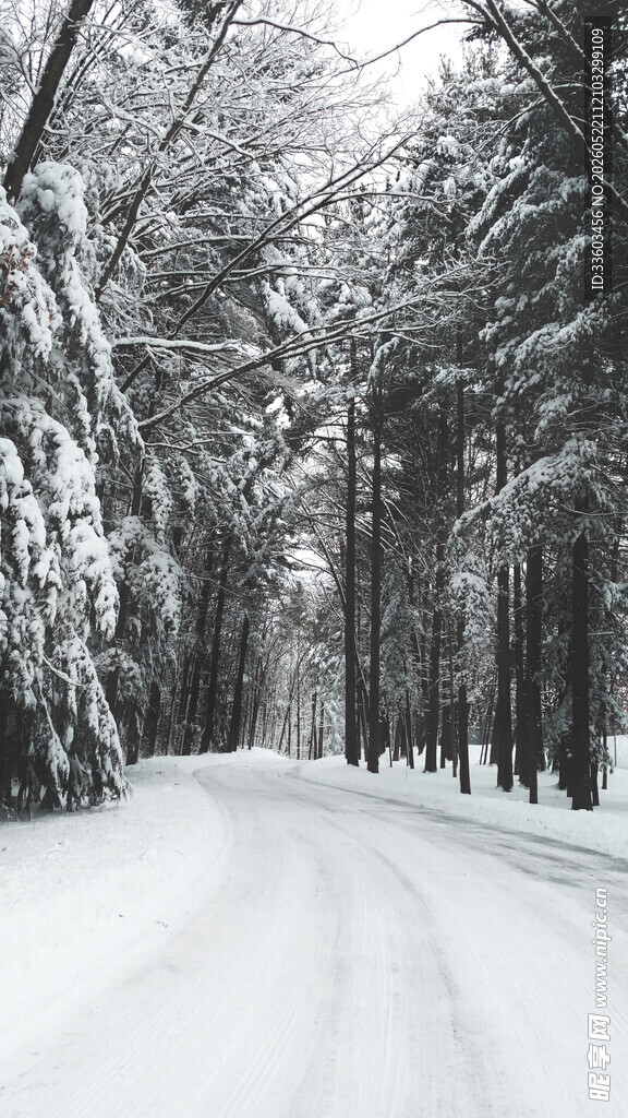 雪覆林间路