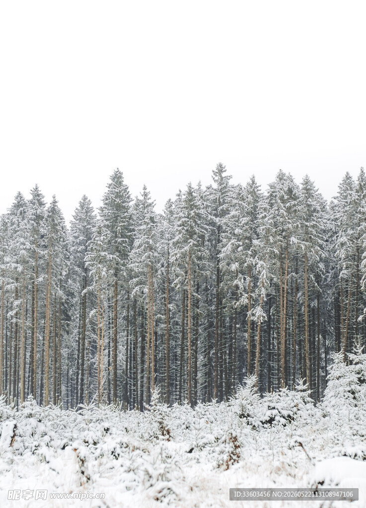 雪覆松林美景