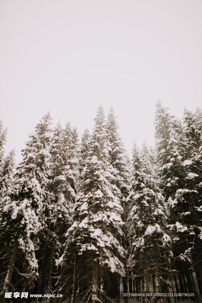 雪覆松林美景