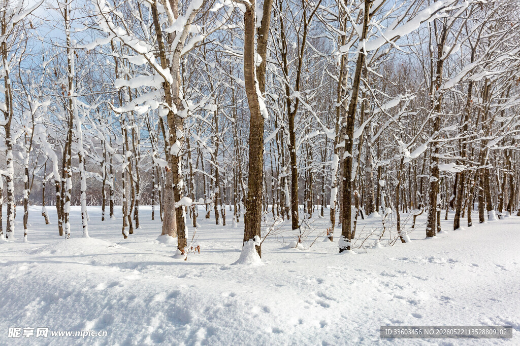 冬日雪覆树林美景