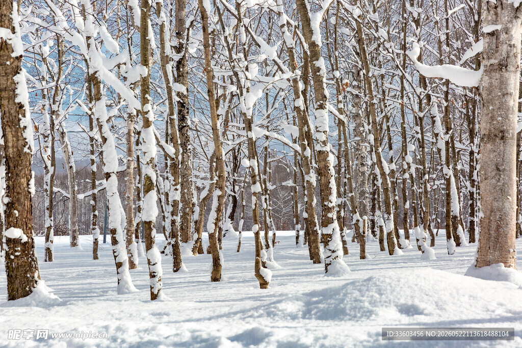 冬日雪覆树林美景