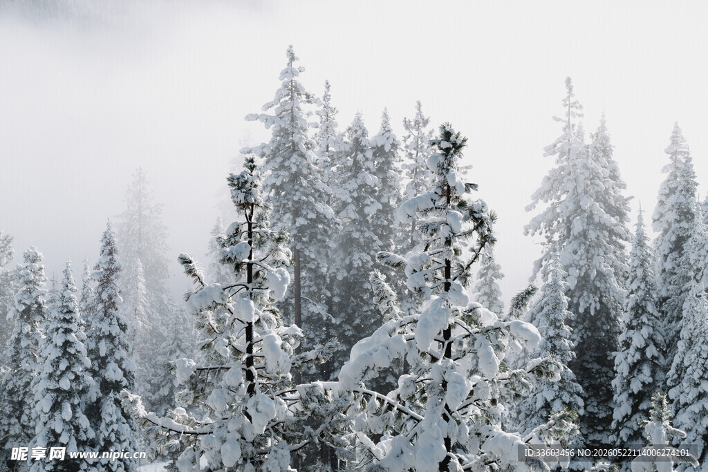 雪覆松林冬日静谧美景