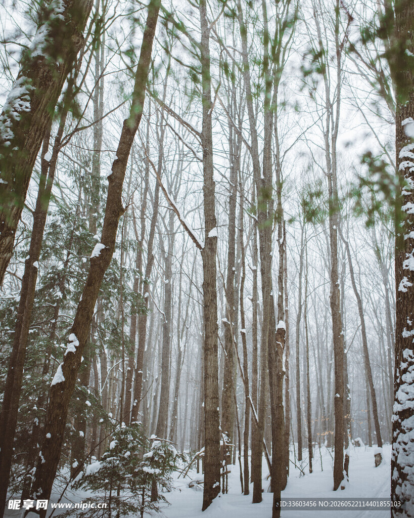 雪覆森林静谧冬日景象