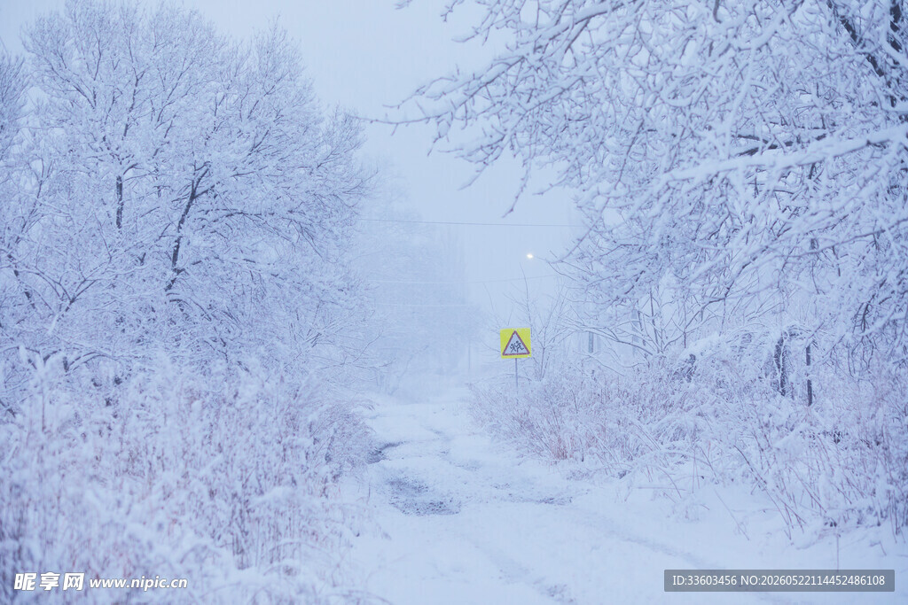 雪覆林间路