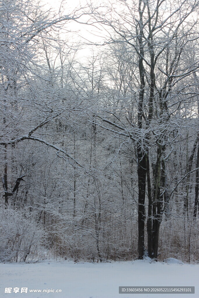 冬日雪覆树林美景