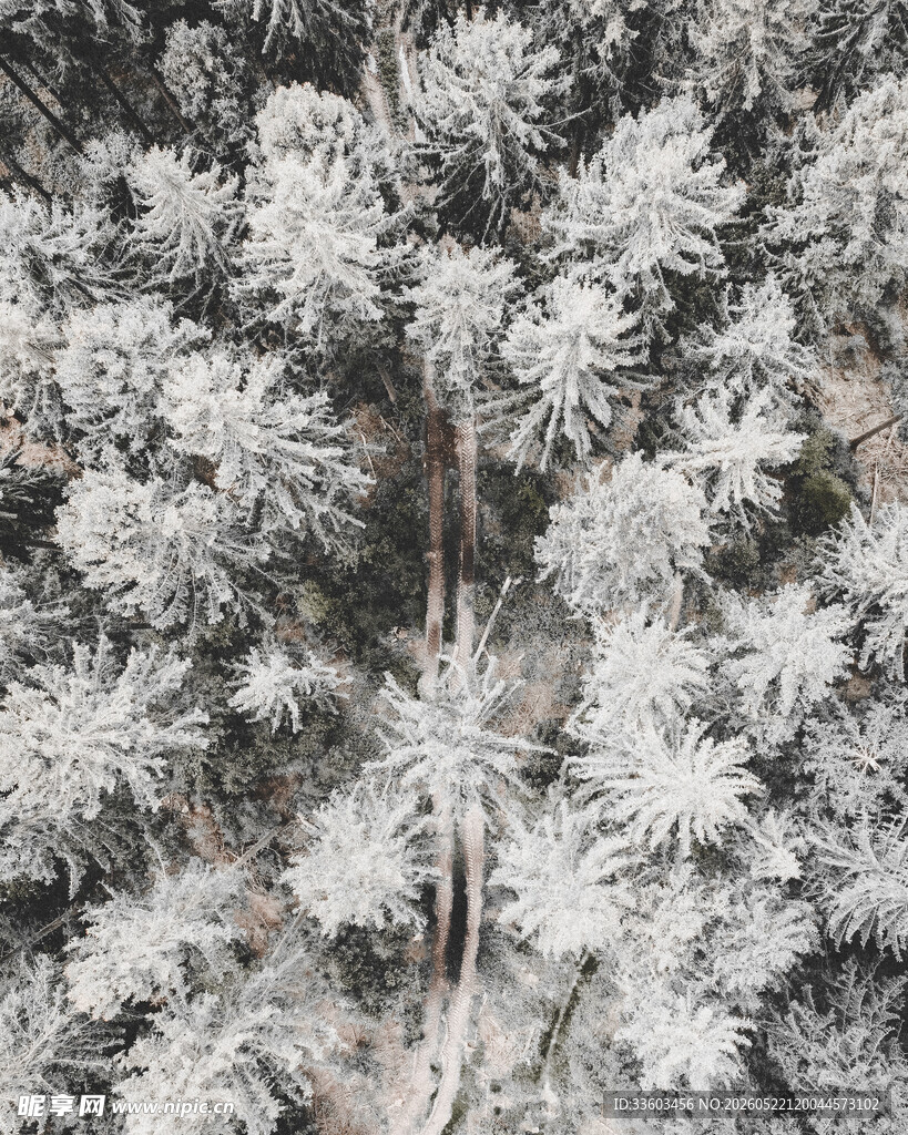 冬日雪覆松林美景