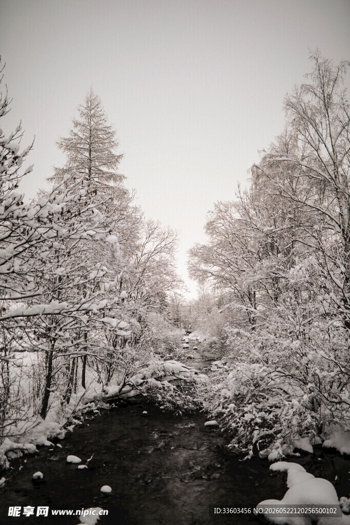 冬日雪覆树林静谧美景