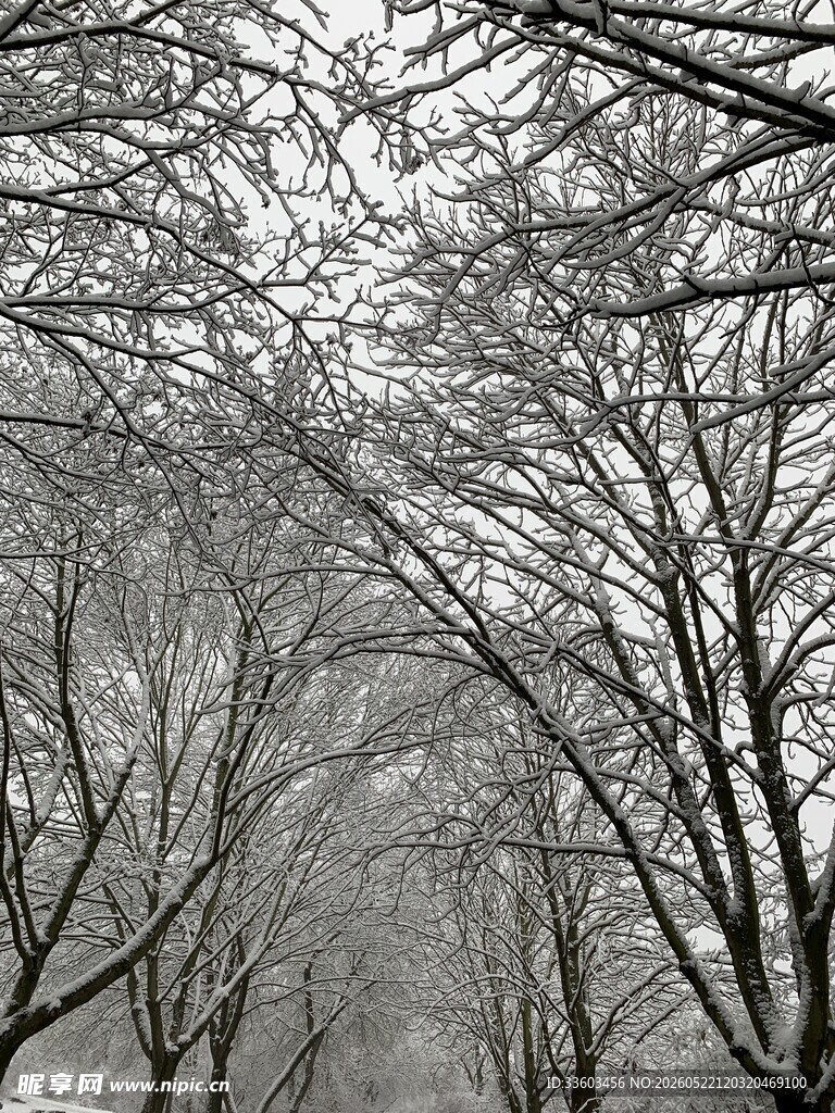 冬日枯树林雪景