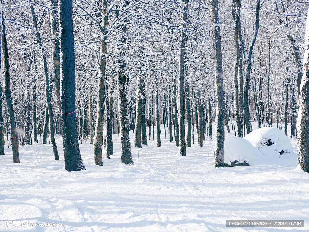 冬日雪覆树林美景