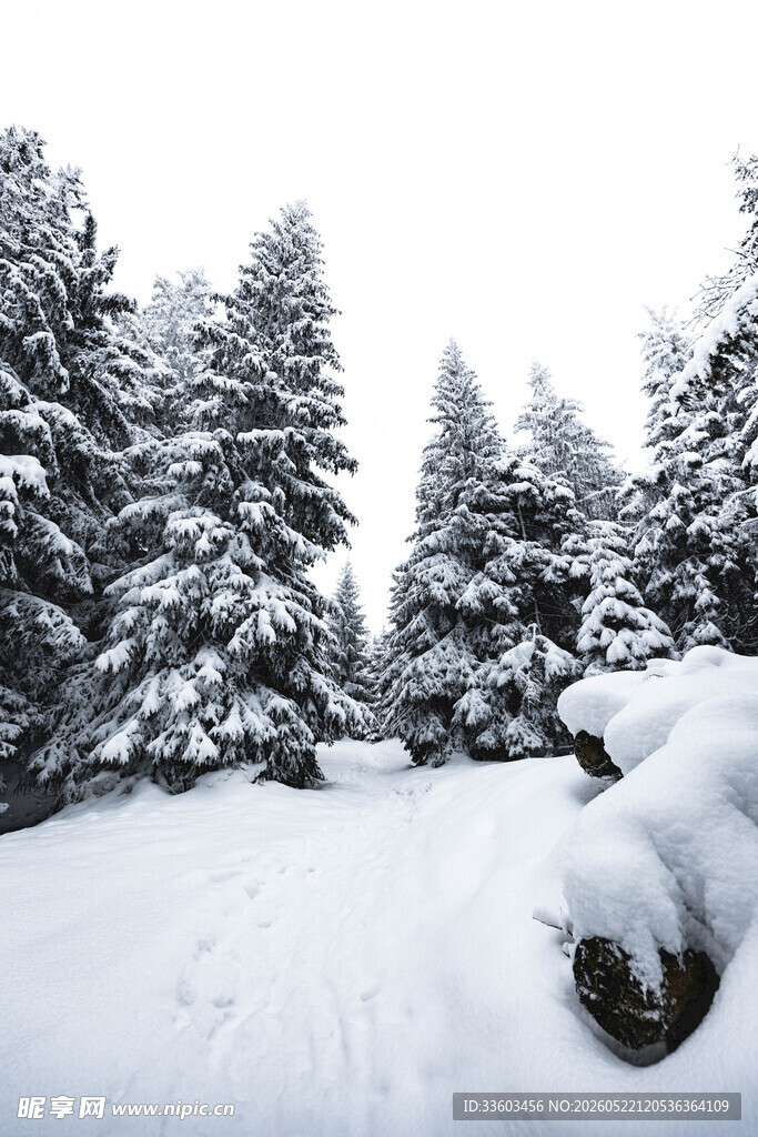 冬日雪景中的静谧松林