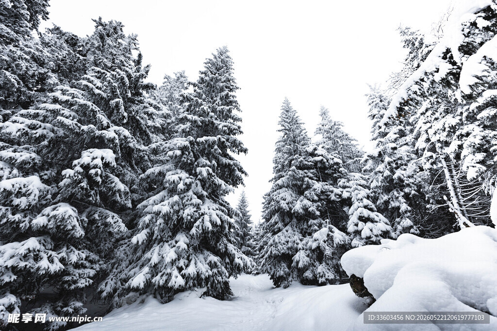 雪覆森林美景