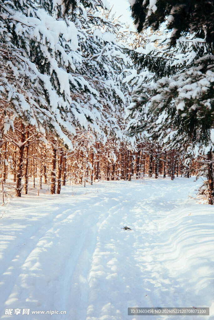 冬日雪林静谧之路