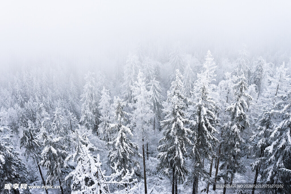 雪覆森林银白静谧之景