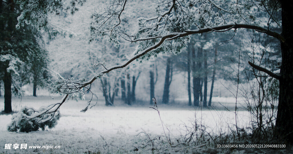 冬日雪林景致