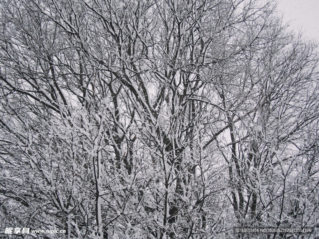冬日雪覆树林美景