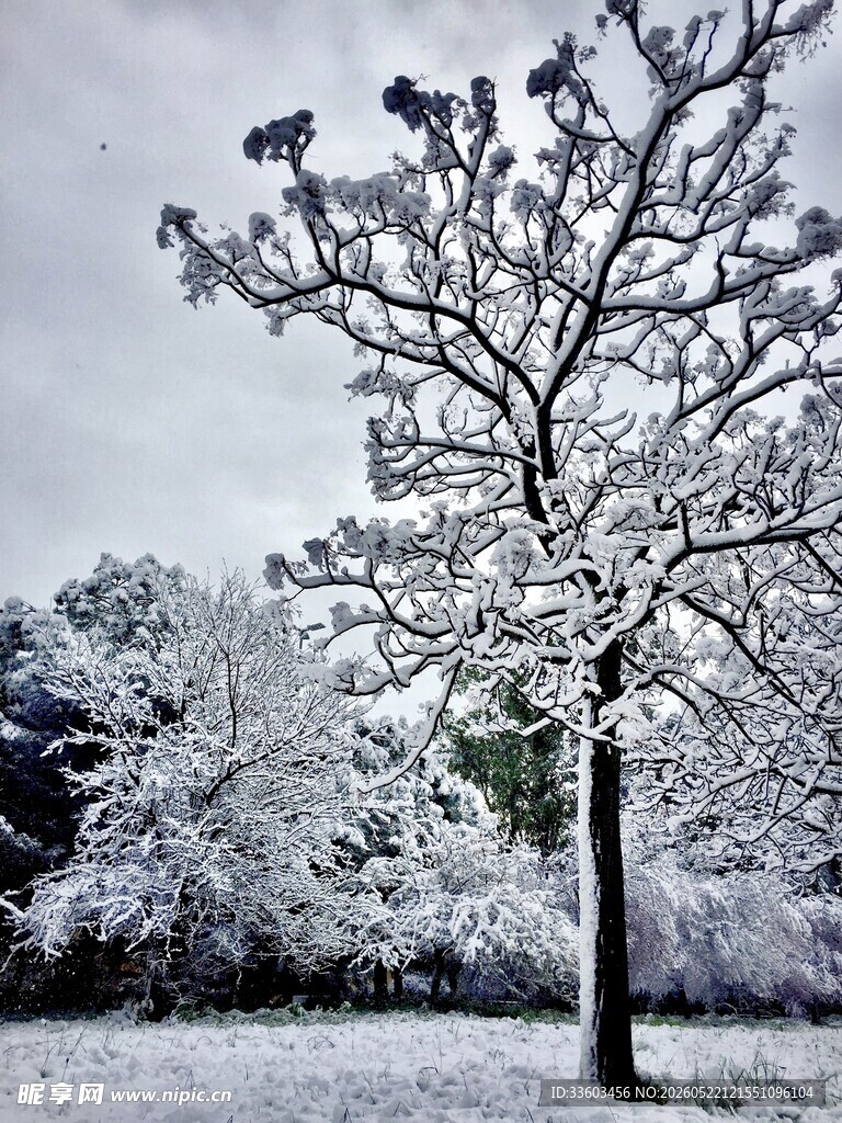 雪覆孤树的冬日美景