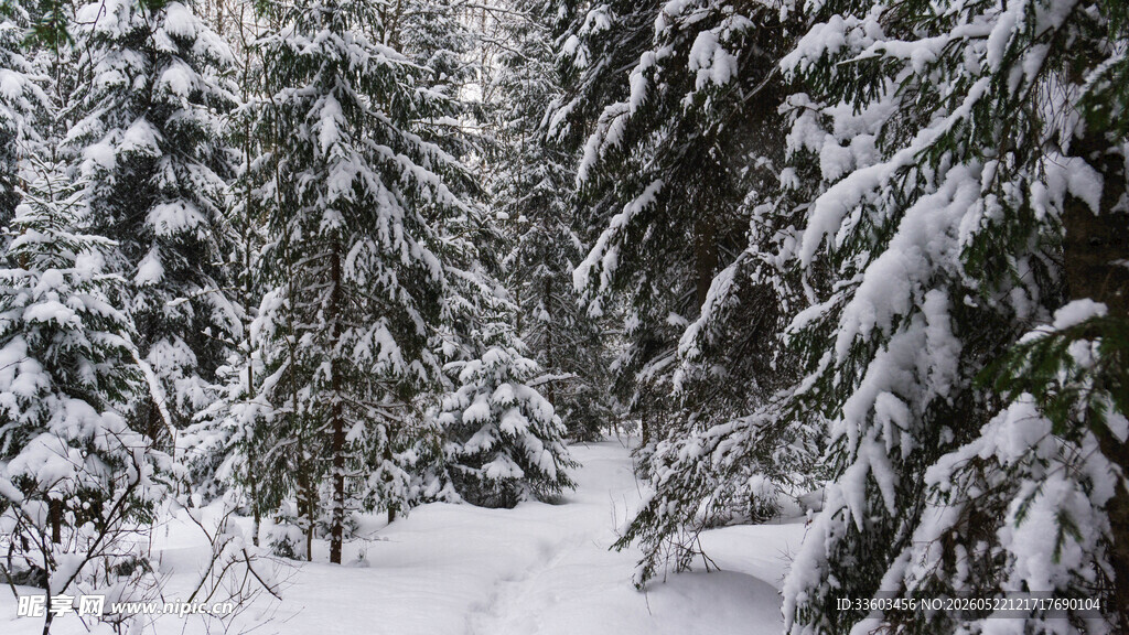 冬日雪覆森林美景