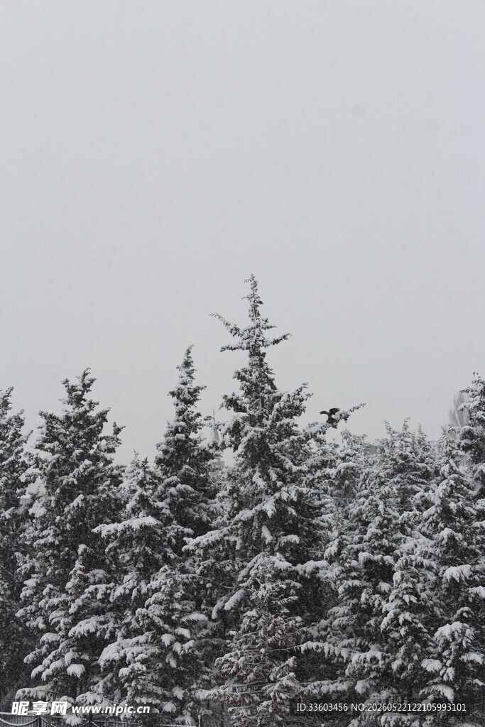 雪覆松树林景