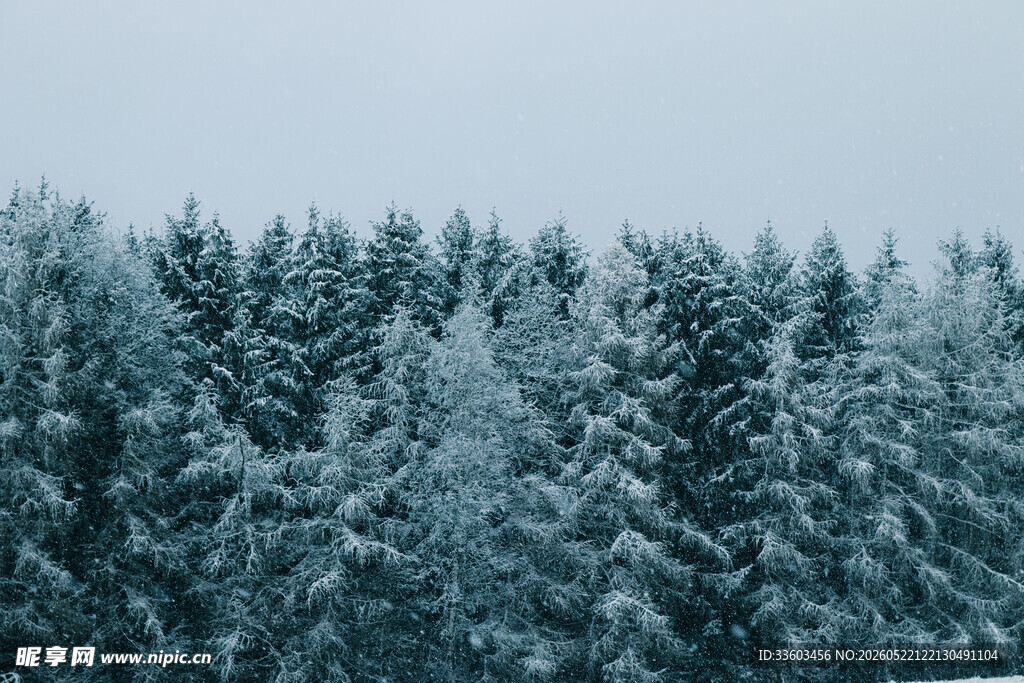 雪覆松林美景