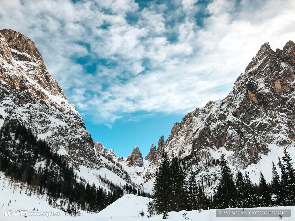雪山松林间的壮丽景致