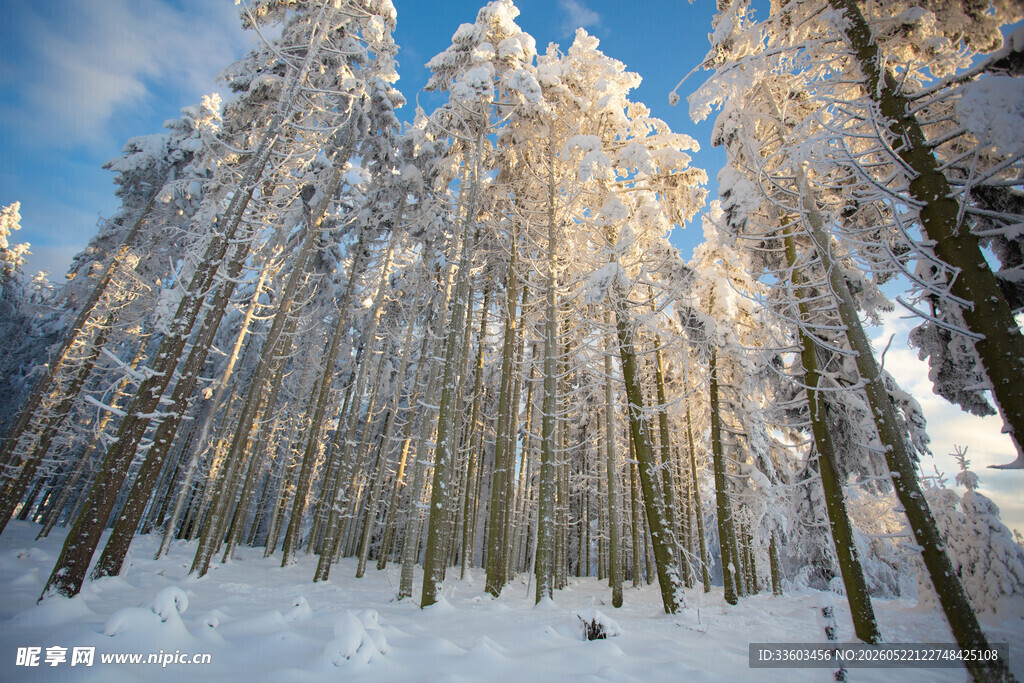 冬日雪覆森林美景