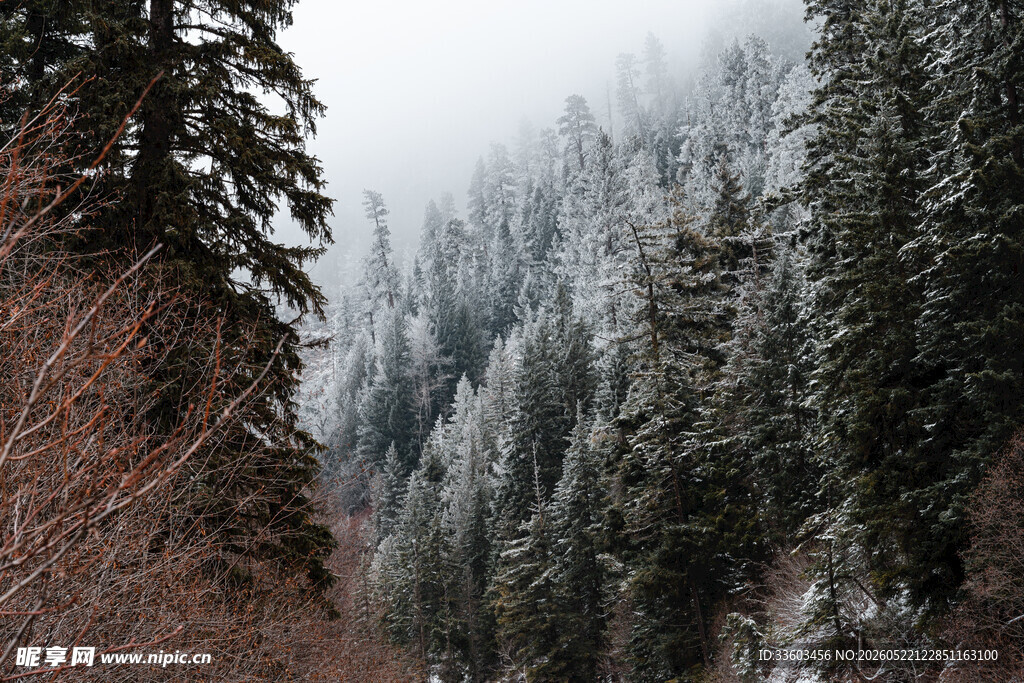 雪覆山林间的静谧景致