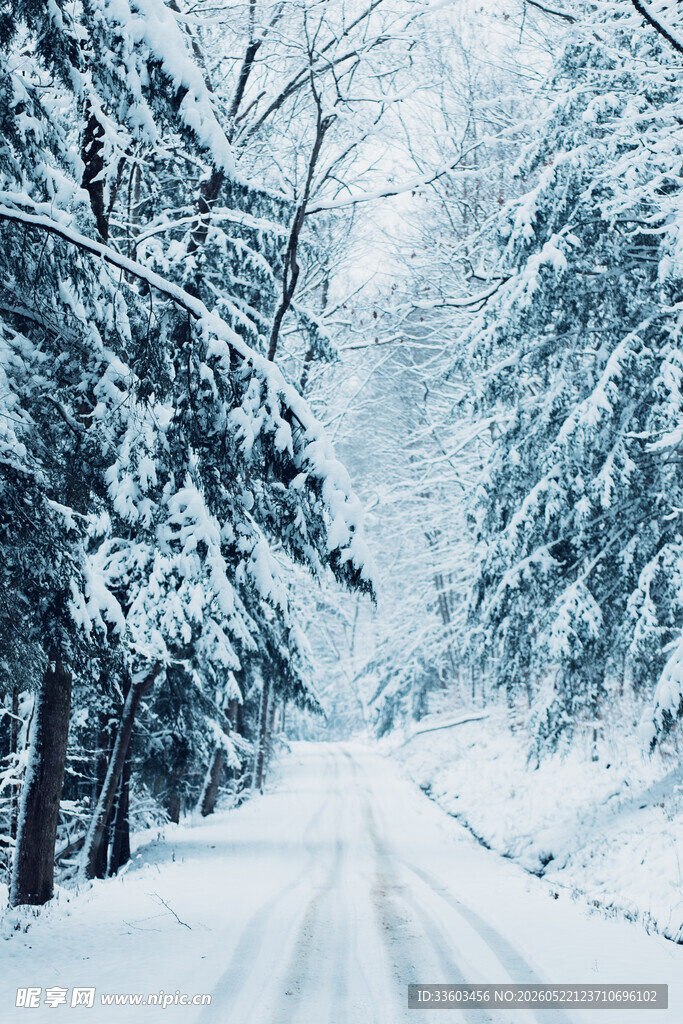 冬日雪覆林间路