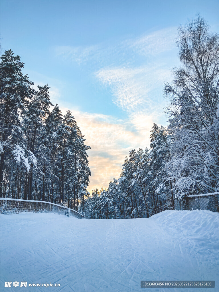 冬日雪景中的静谧森林