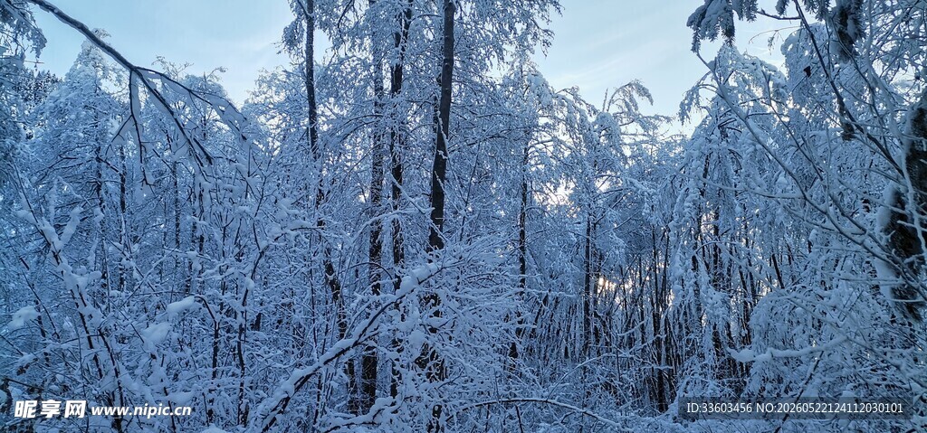冬日雪覆森林美景