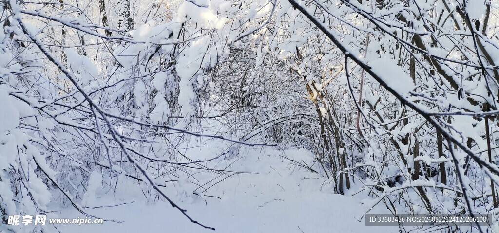 冬日雪覆树林静谧美景