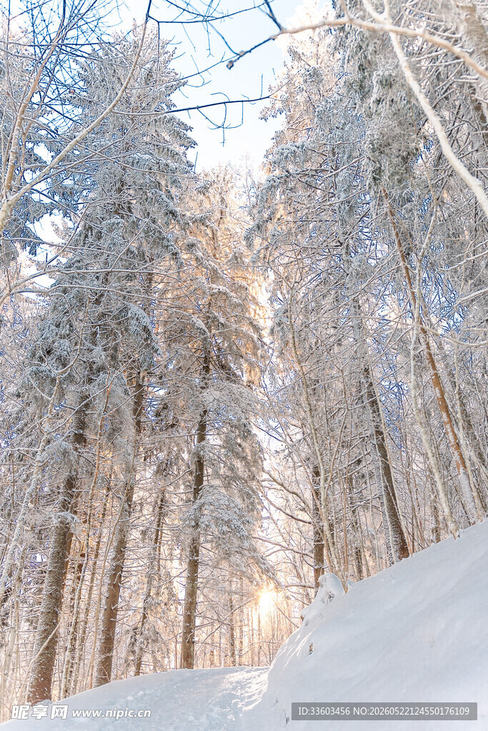 冬日雪覆森林美景