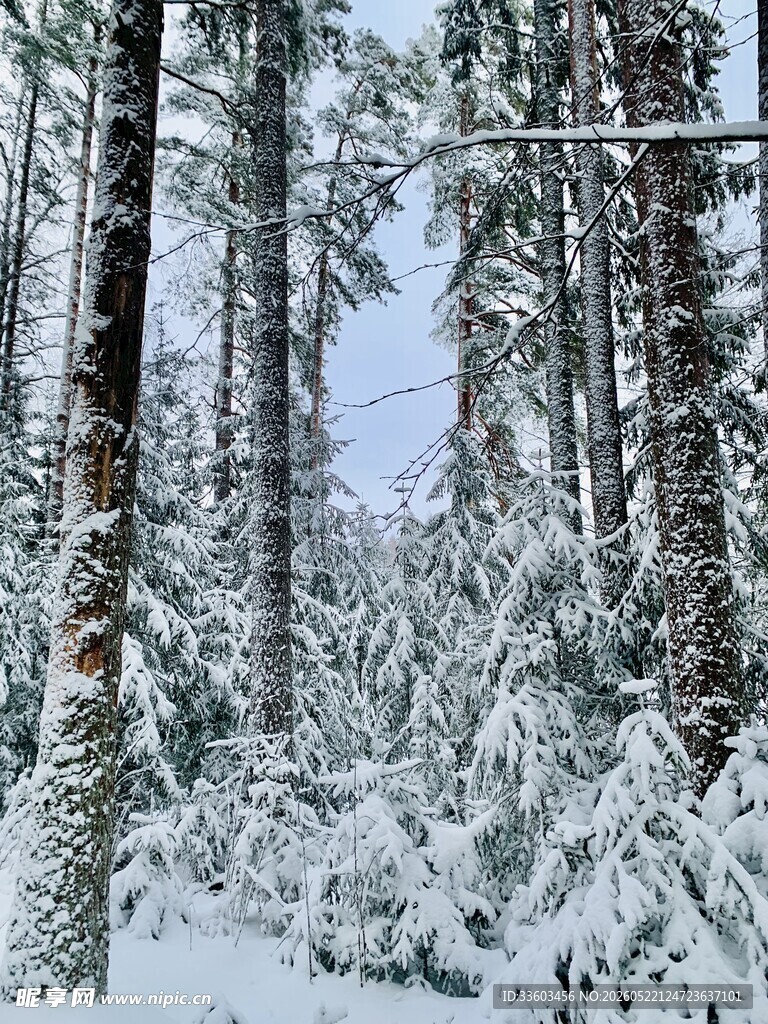 雪覆森林树木银装素裹