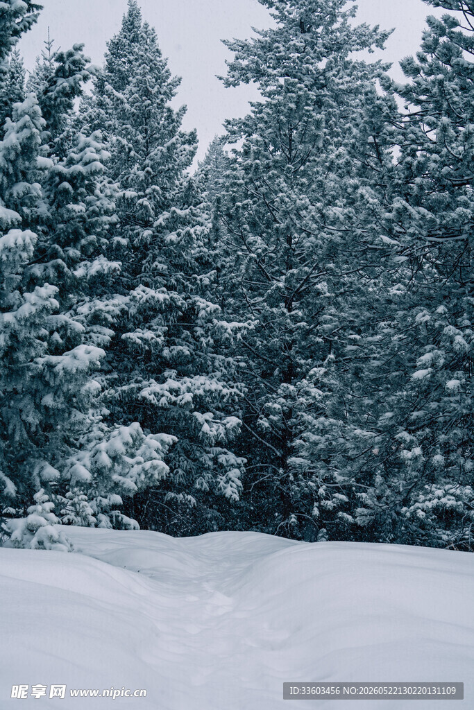 雪覆松林的静谧冬日景象
