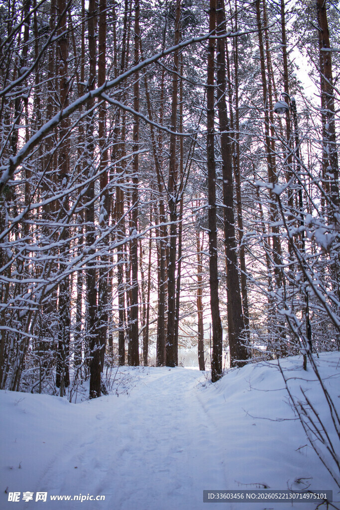 冬日雪林静谧美景