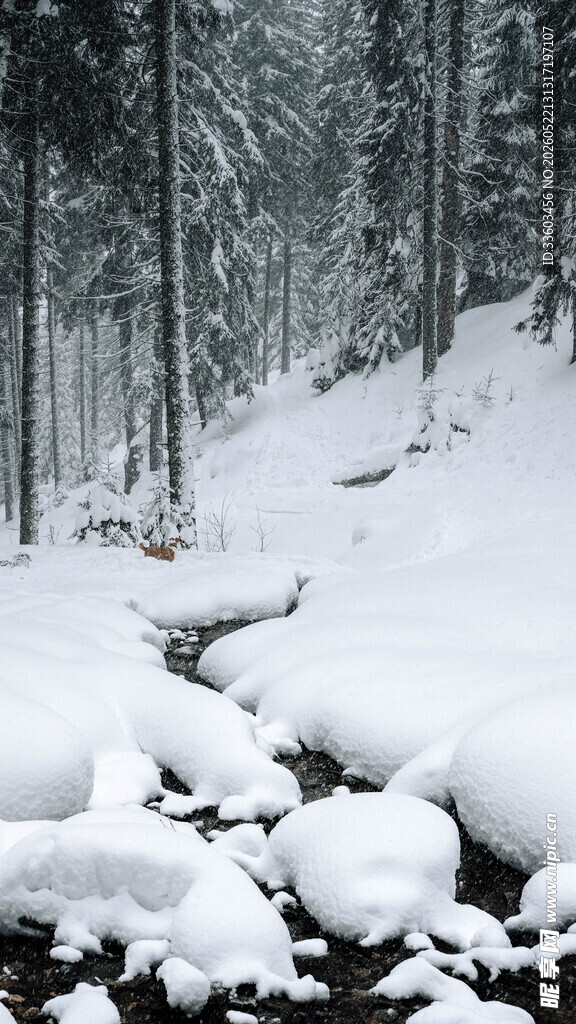 冬日雪覆森林静谧美景