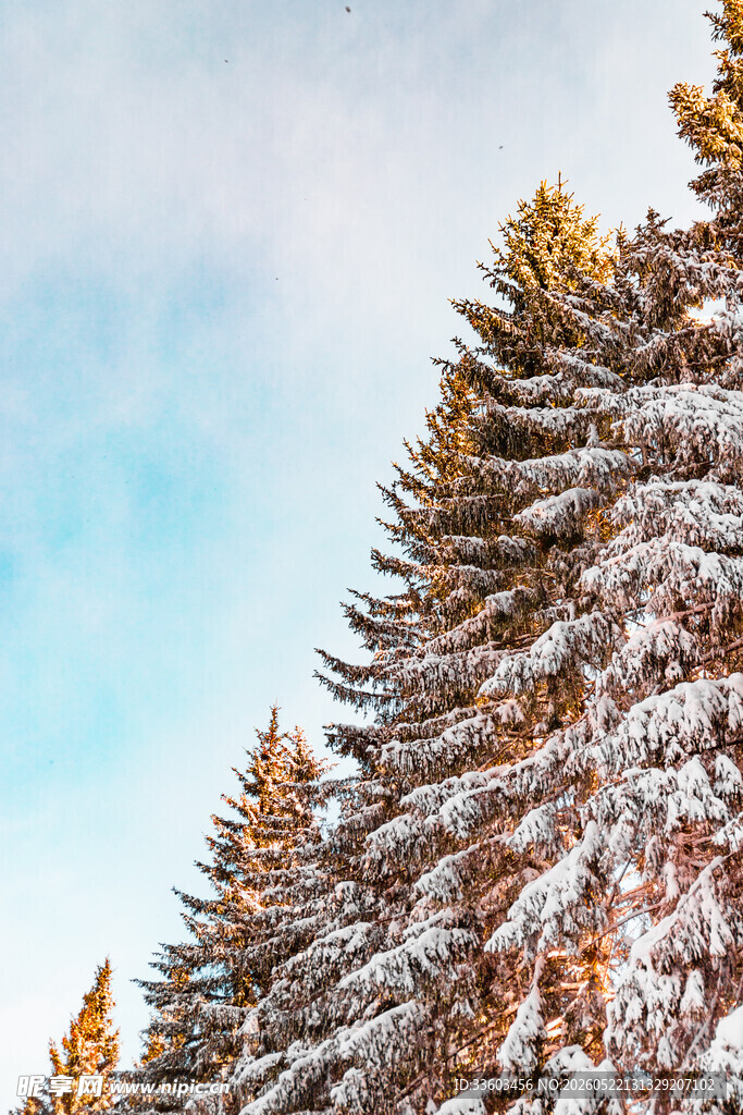 雪覆松林尽显冬日美景