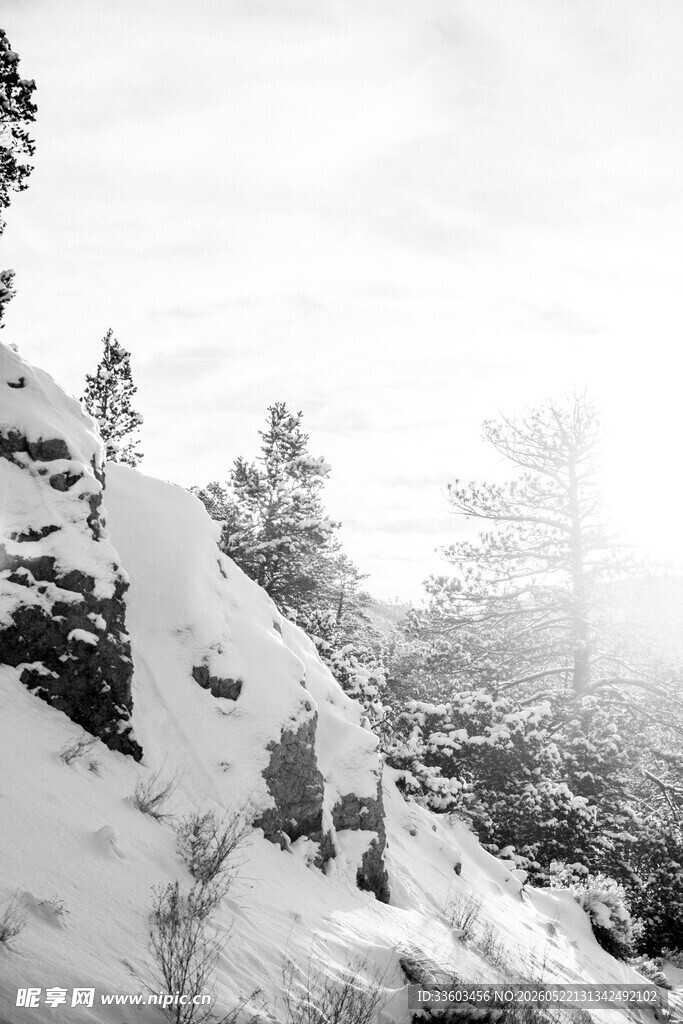 雪覆山峦间的苍松