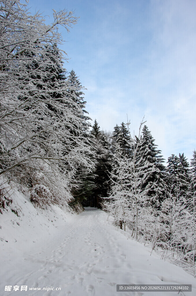 冬日雪覆山林的静谧小路