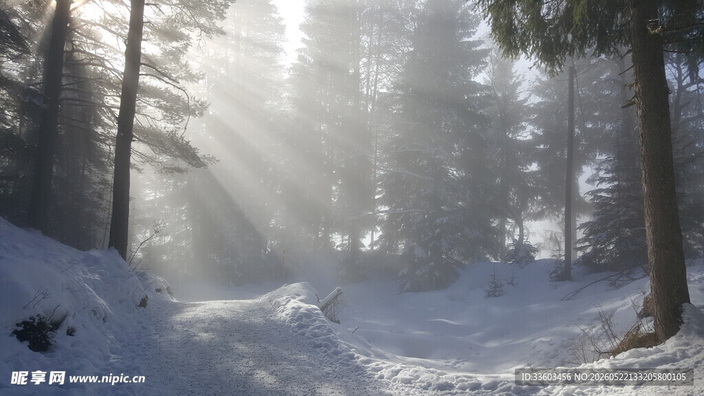 冬日雪林阳光洒落美景