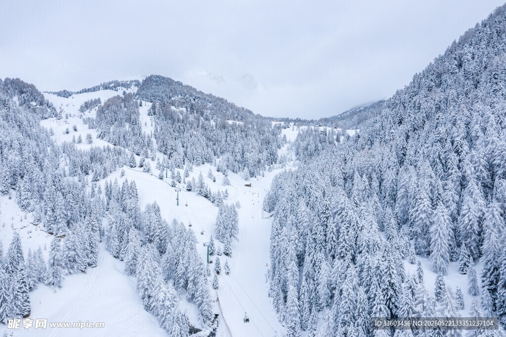 冬日雪山松林壮丽景观