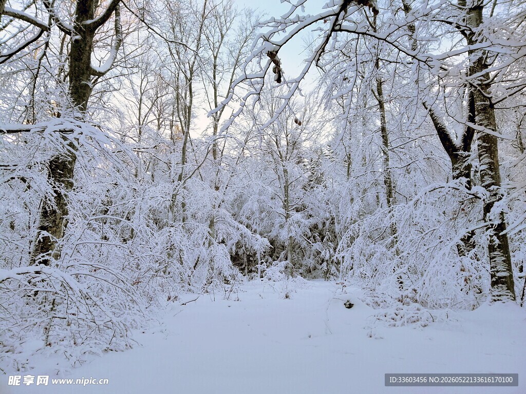 冬日雪覆树林美景
