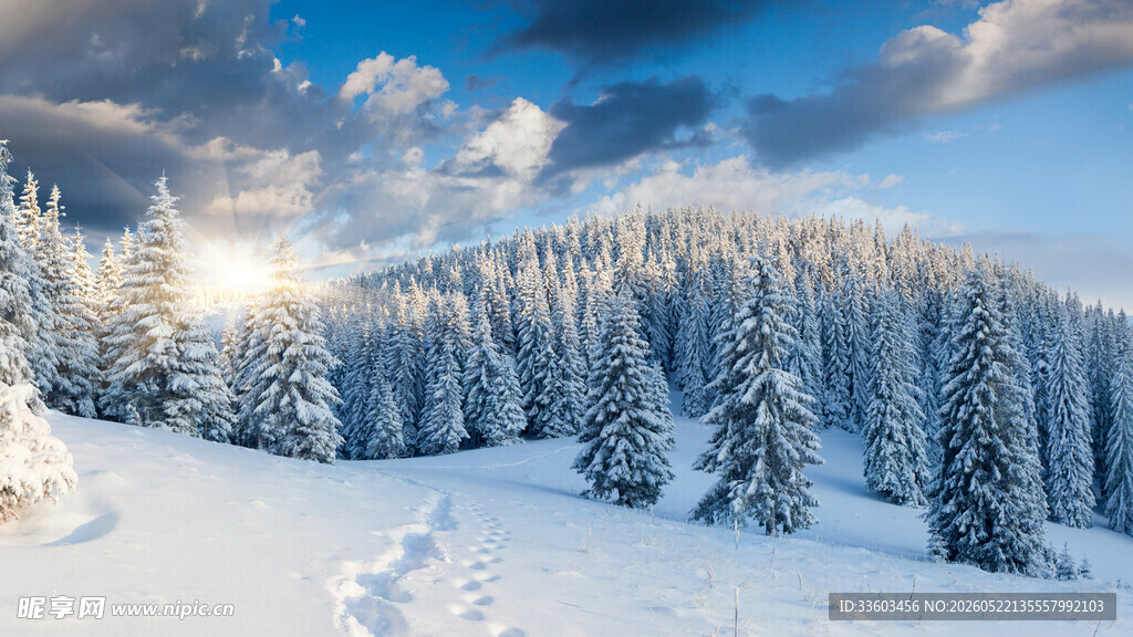 冬日雪林美景