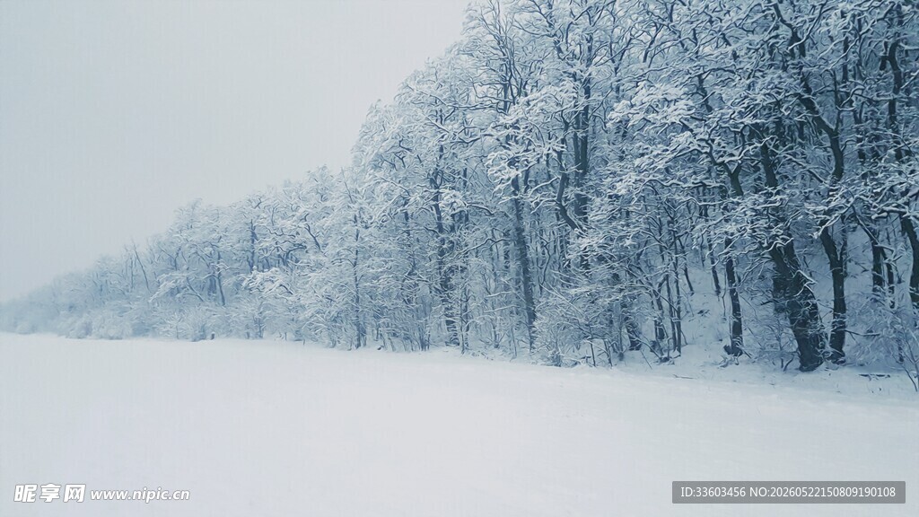 冬日雪景雪覆树林美景