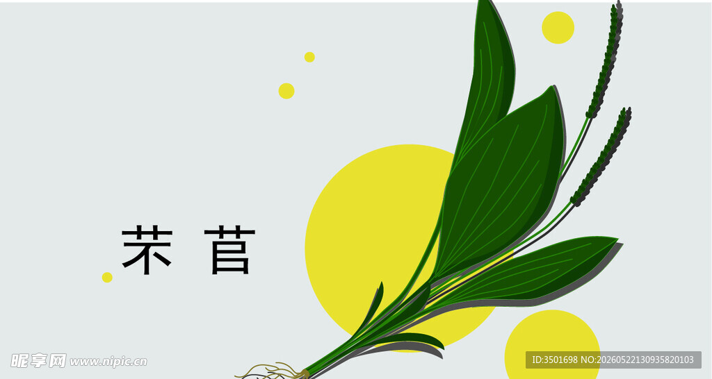 车前草
