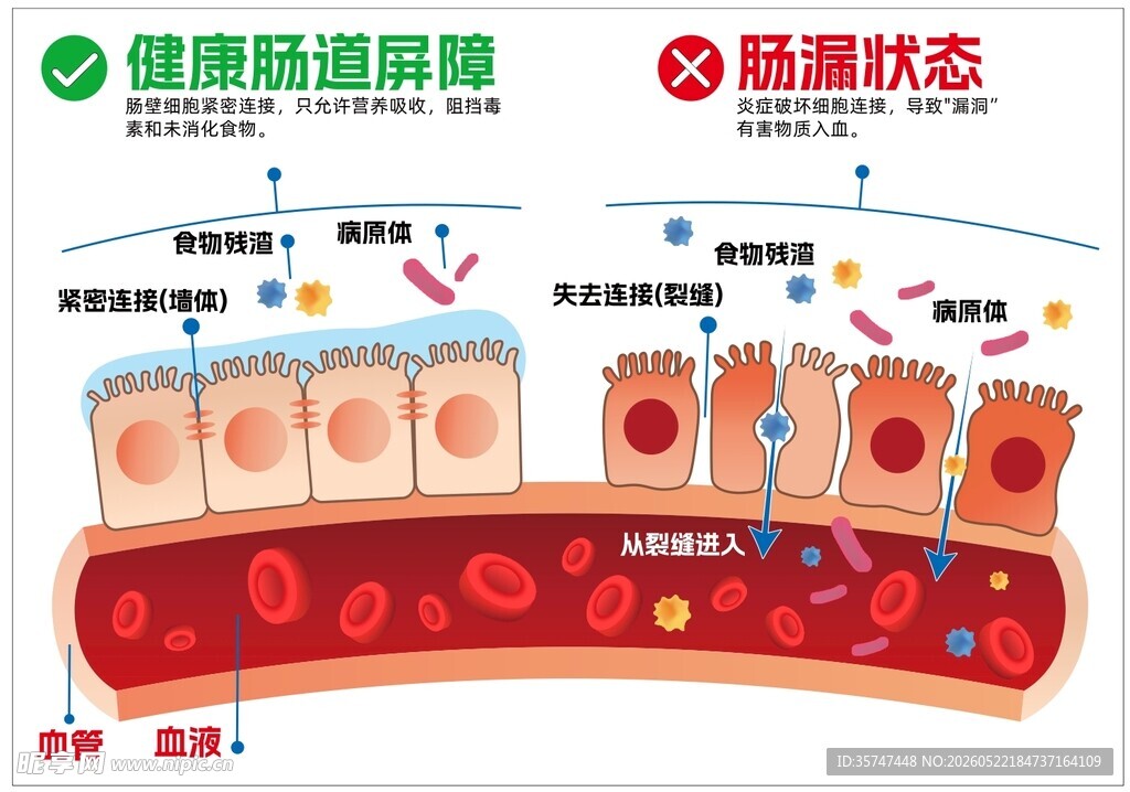 肠道健康